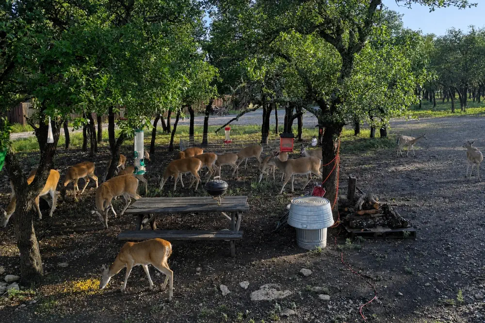 The deer at sunset in our campsite