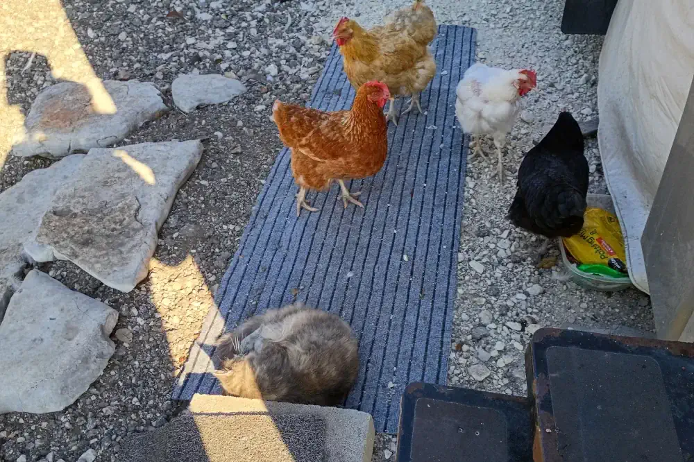 The campground chickens hanging out at our RV
